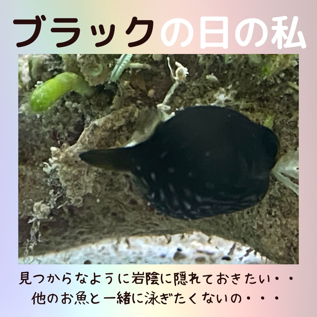 ブラック私1